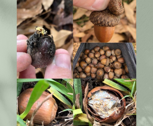 Beauty in a “Rotten” Acorn